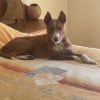Photo de Pipok, Podengo portugais