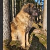 Photo de Blue, Leonberger