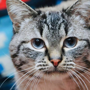 Photo de profil de Beerus 