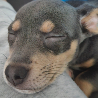 Photo de profil de Lilo