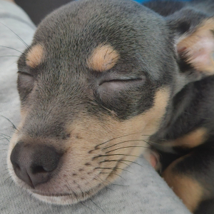 Photo de profil de Lilo