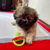 Photo de Liollia, Maltipoo