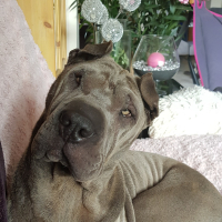 Photo de profil de Maya