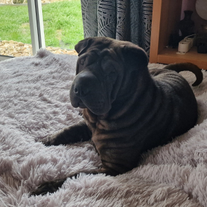 Photo de profil de Oscar