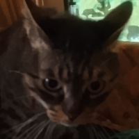 Photo de profil de Vaiana 
