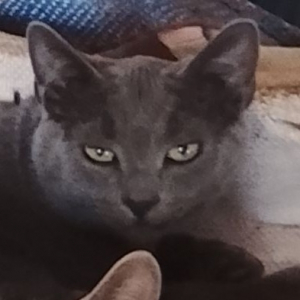 Photo de profil de Grisha