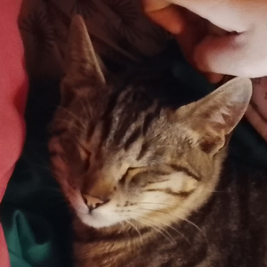 Photo de profil de Kimeko