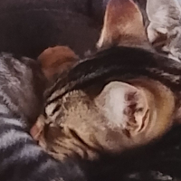Photo de profil de Tora 