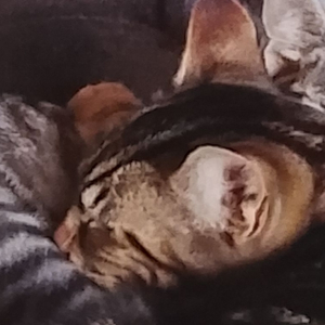 Photo de profil de Tora