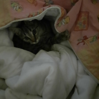 Photo de profil de Sirius