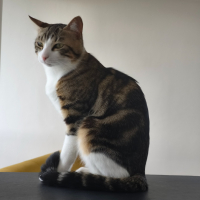 Photo de profil de Apach