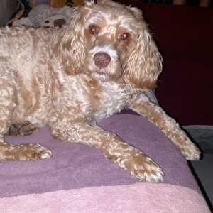 Photo de profil de Rubis