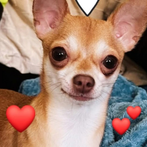 Photo de profil de Sushi