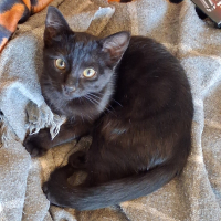 Photo de profil de Crnka