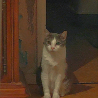 Photo de profil de Baloo