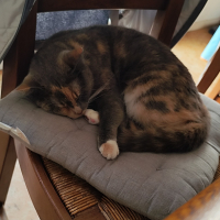 Photo de profil de Tiana