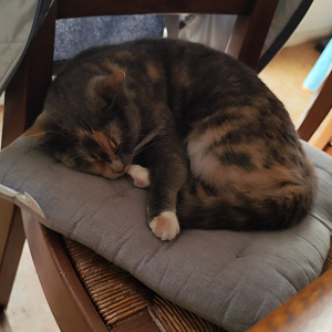 Photo de profil de Tiana