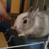 Photo de profil de Rose 