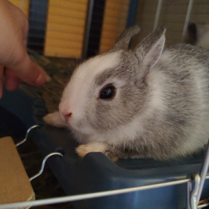 Photo de profil de Rose