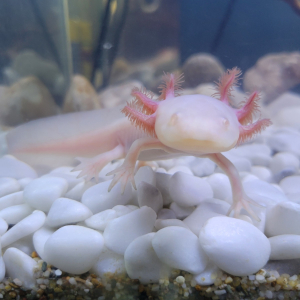 Photo de profil de Mephisto