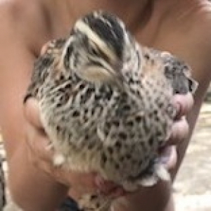 Photo de profil de Mes cailles 