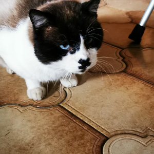 Photo de profil de Chaplin