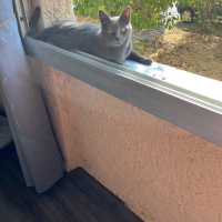 Photo de profil de Minou