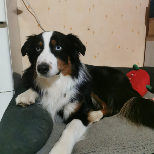 Photo de profil de Upi