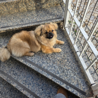 Photo de profil de Ayko 