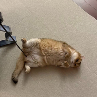 Photo de profil de 393betgbnet