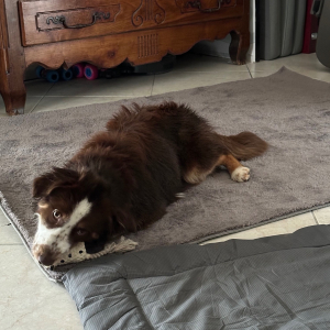 Photo de profil de Vesper