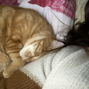 Photo de profil de Biscotte