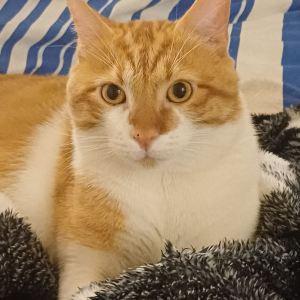 Photo de profil de Nougat