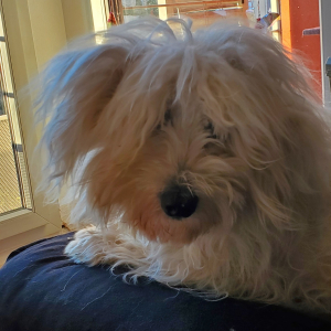 Photo de profil de Adagio