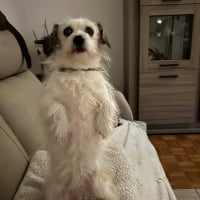 Photo de profil de Chipie 