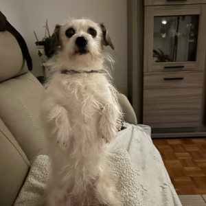 Photo de profil de Chipie 