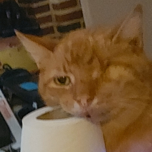 Photo de profil de Balik