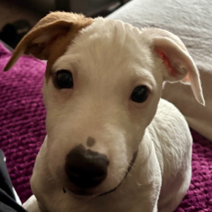 Photo de profil de Buzz