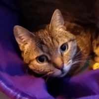 Photo de profil de Myrtille