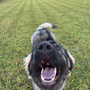 Photo de profil de Alkan