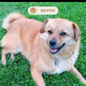 Photo de profil de Muffin