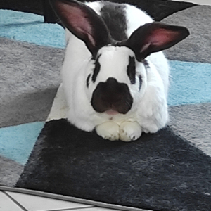 Photo de profil de Quenotte