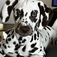 Photo de profil de Belle