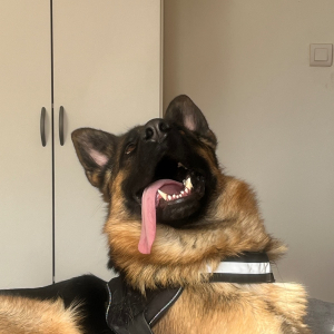 Photo de profil de Max