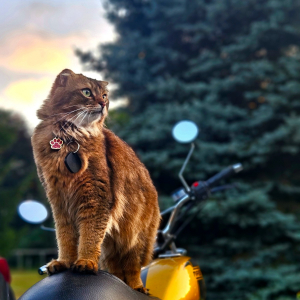 Photo de profil de Amon