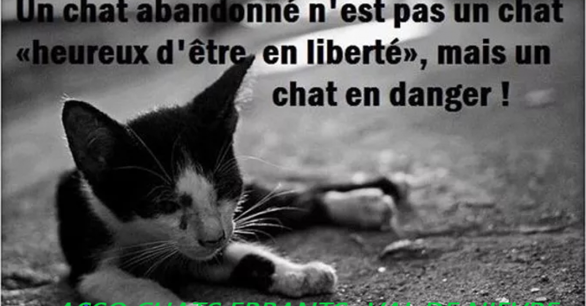 Association Chats Errants Val De Nievre