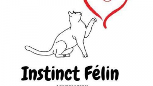 Illustration : "Instinct Félin "