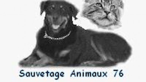 Illustration : "Association Sauvetage des Animaux76"