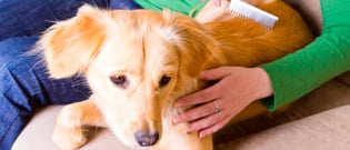 Illustration : Le toilettage du chien