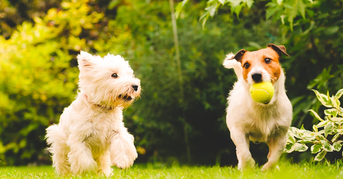 La taille du chien : comment choisir entre un petit, moyen ou